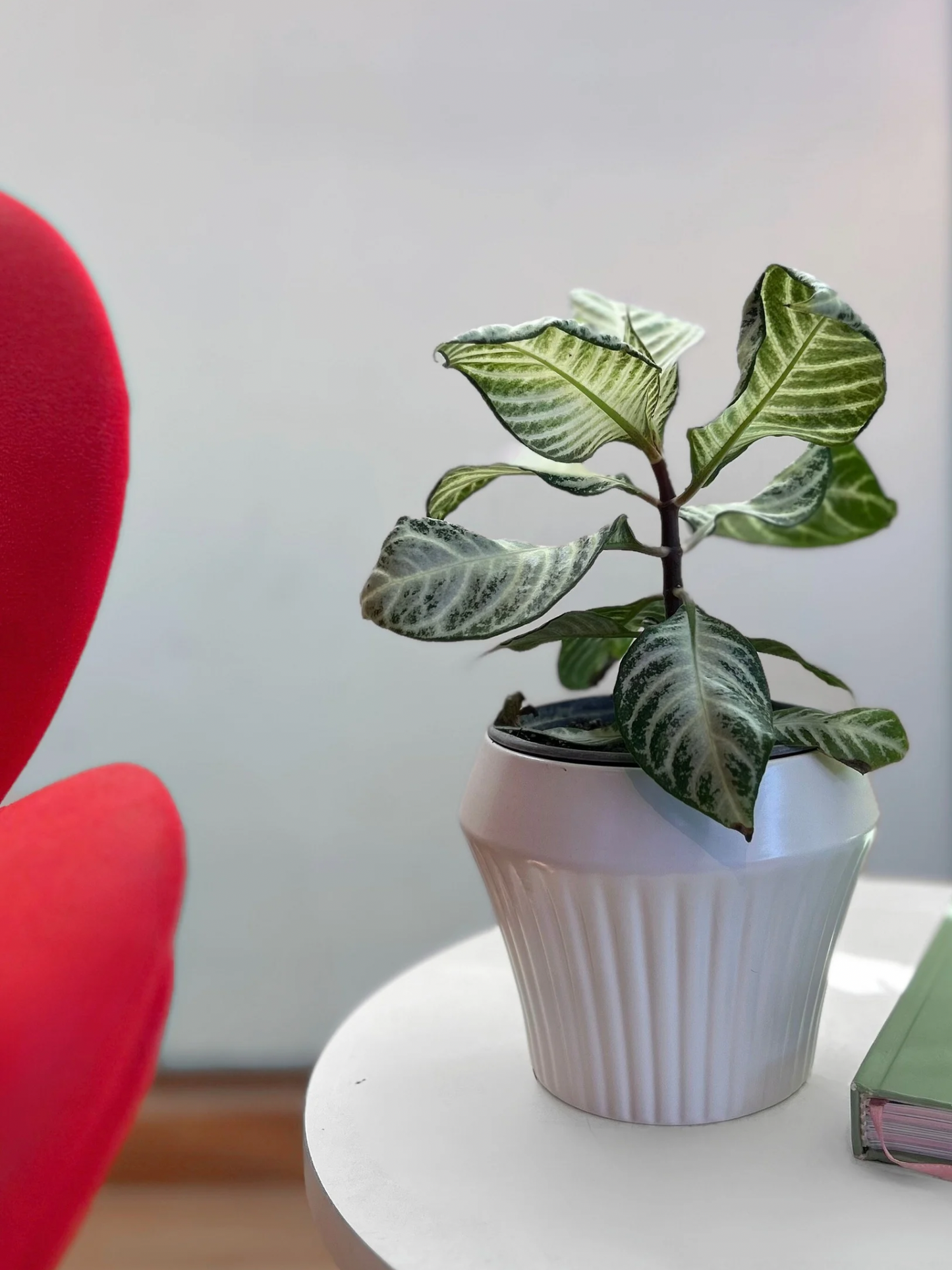 Aphelandra S. White Wash