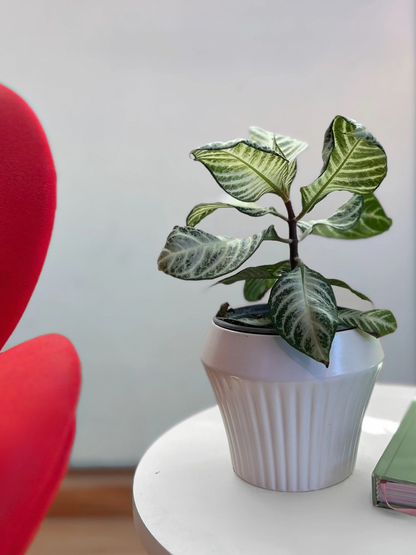 Aphelandra S. White Wash