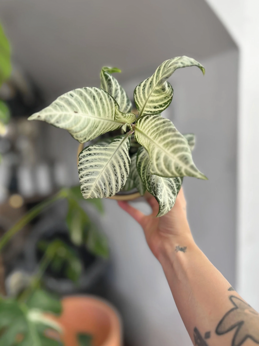 Aphelandra S. White Wash