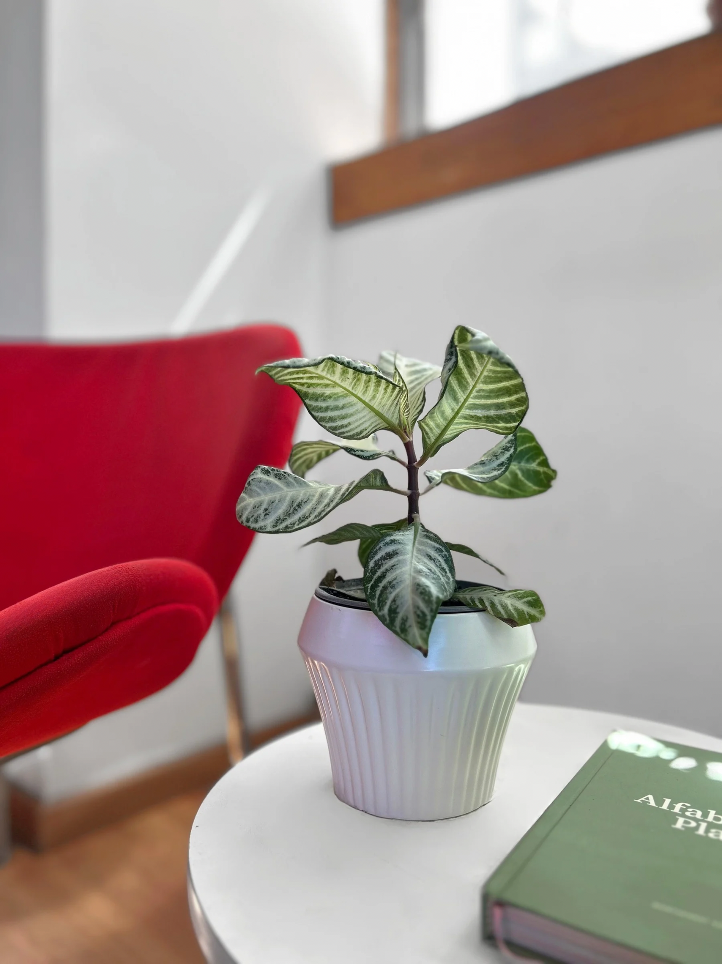 Aphelandra S. White Wash