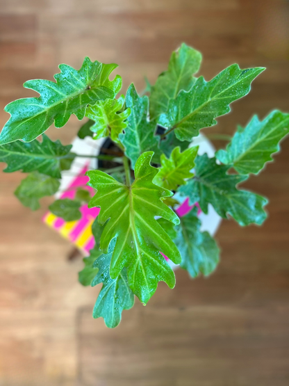 Filodendro Xanadú Gold