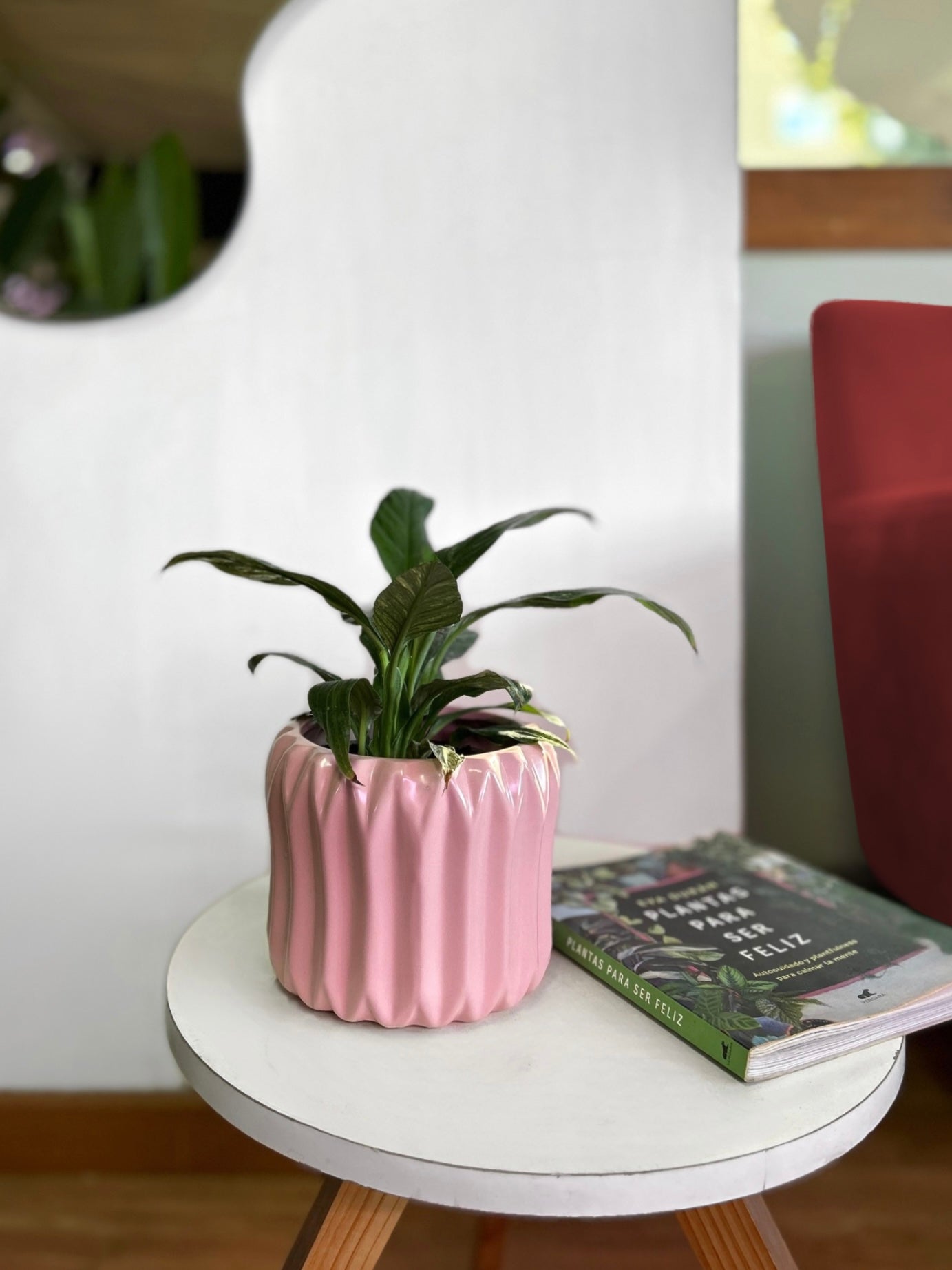 Spatiphyllum Variegado o Lirio de la Paz S