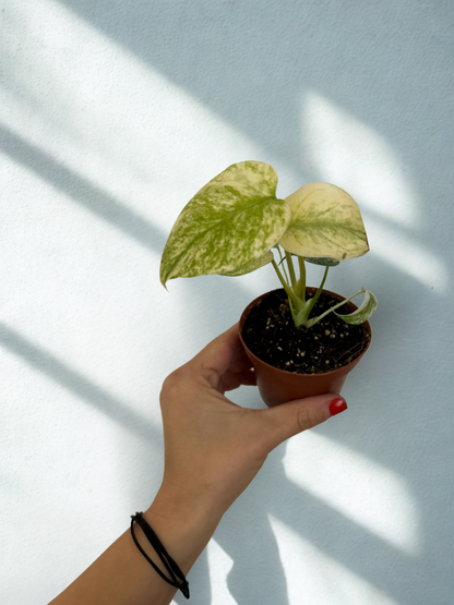Monstera Mint