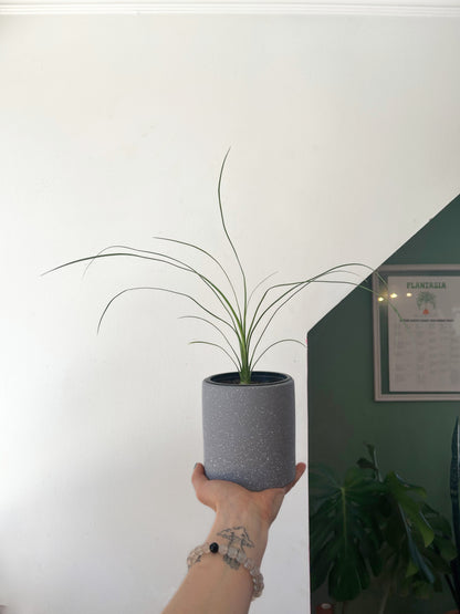 Beaucarnea recurvata o "Pata de elefante"