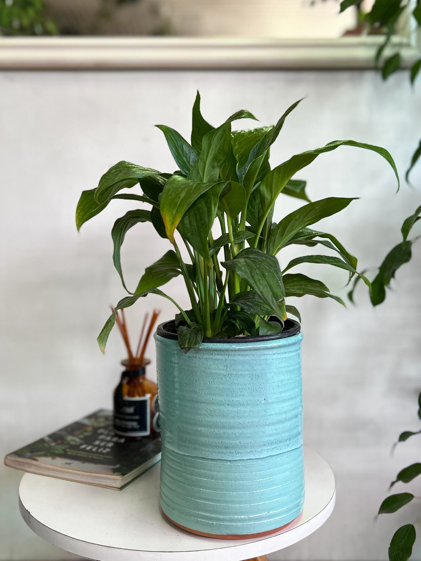 Spathiphyllum o Cuna de Moisés