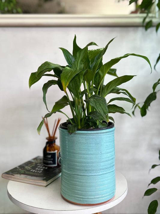 Spathiphyllum o Cuna de Moisés