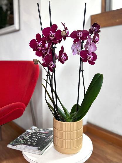 Orquídea Grande Burdeo de Medianoche