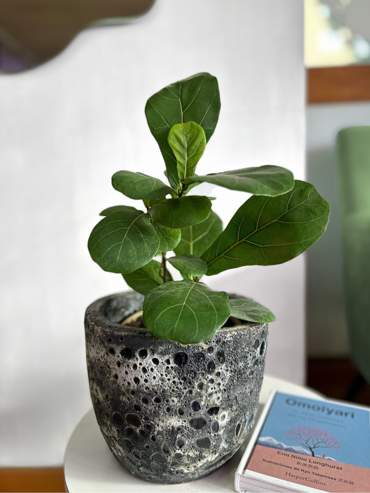 Ficus Lyrata Bambino