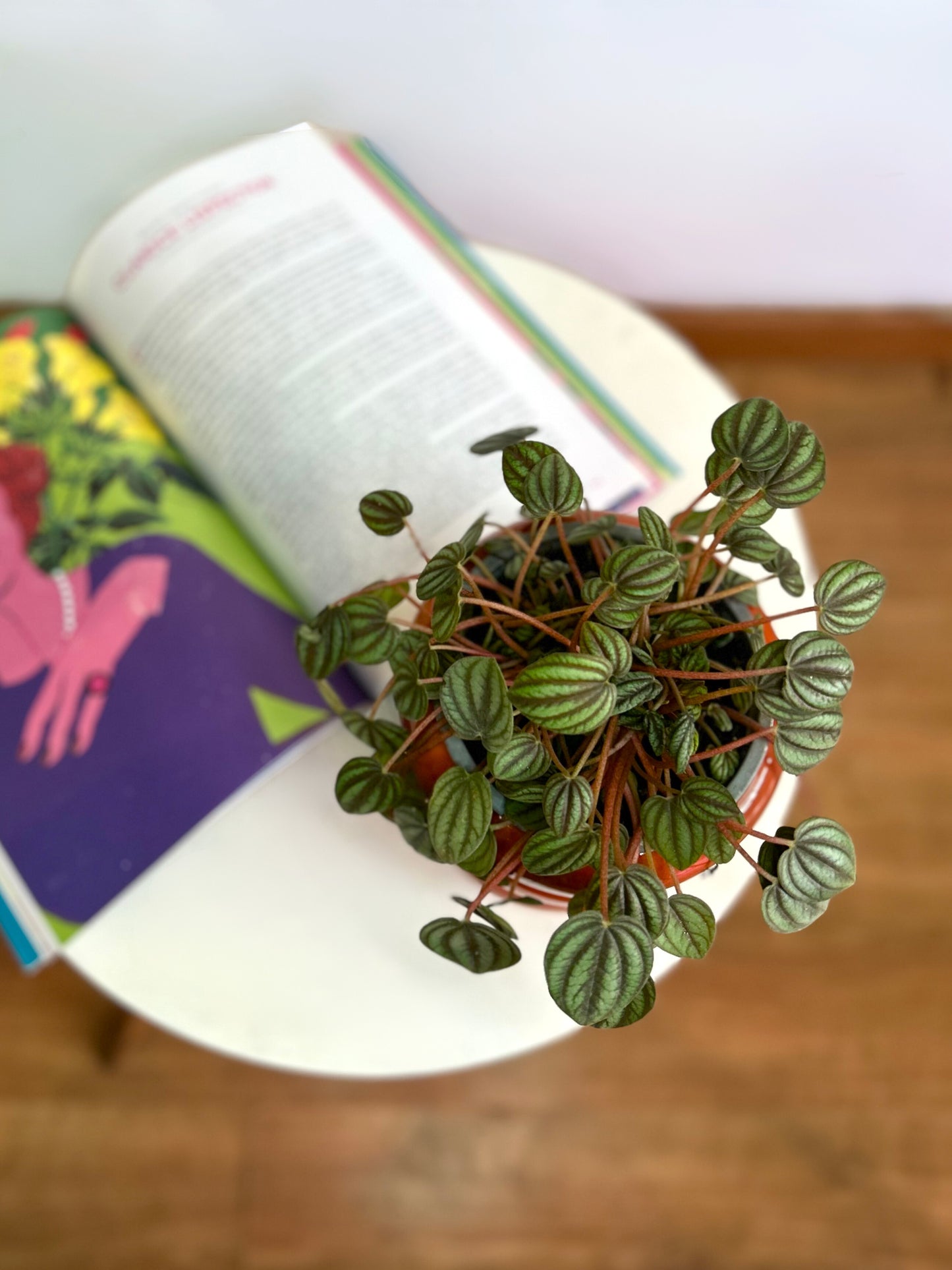 Peperomia Piccolo Banda