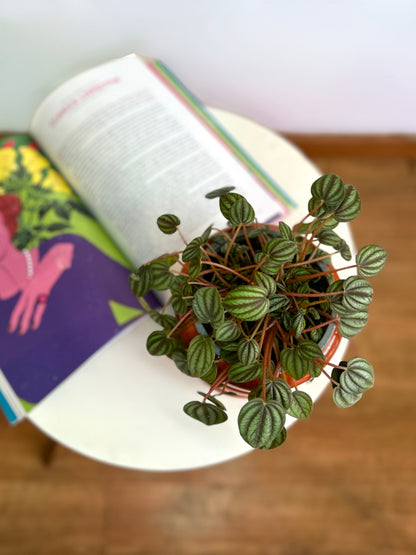 Peperomia Piccolo Banda