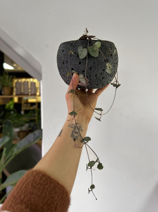Ceropegia Woodii - Collar De Corazones