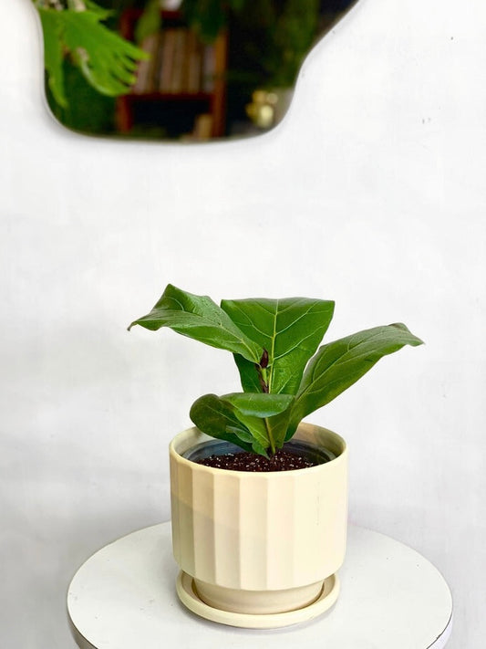 Ficus Lyrata S