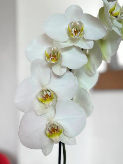 Orquídea Grande Blanca Aurora