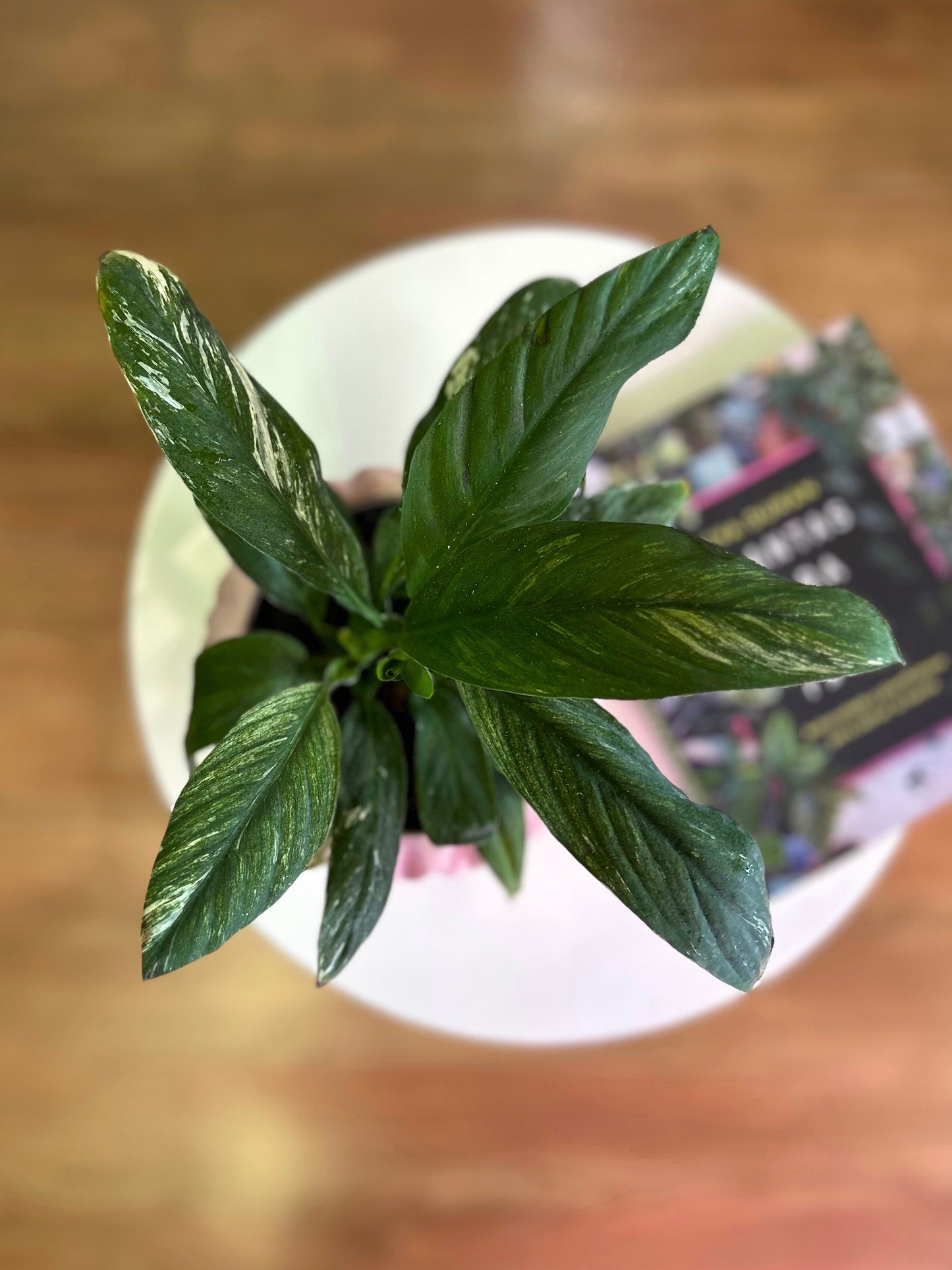 Spatiphyllum Variegado o Lirio de la Paz S