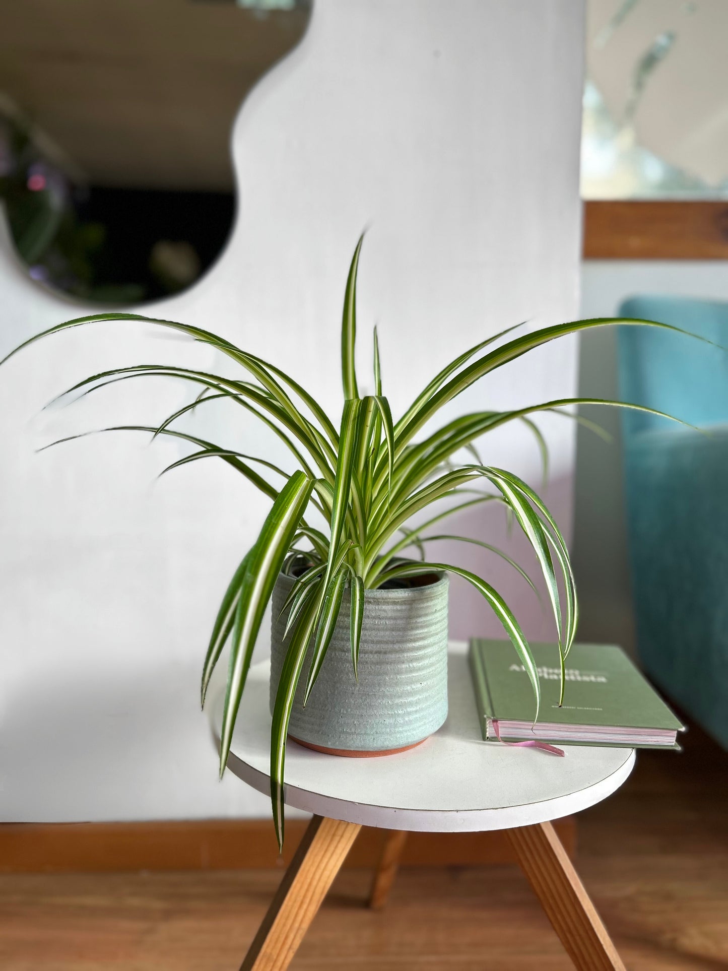 Chlorophytum Comosum o Planta Cinta