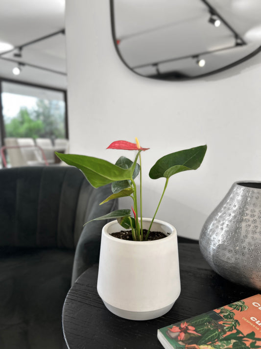 Anturio rosado en macetero decorativo planta de interior
