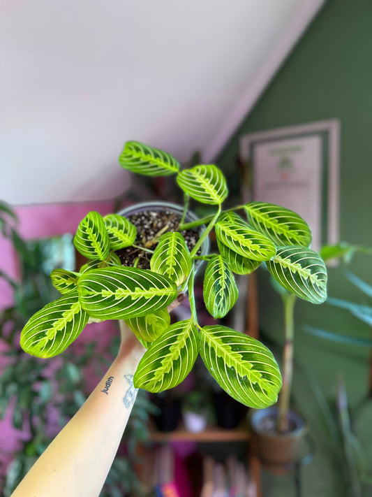 Maranta Lemon Lime