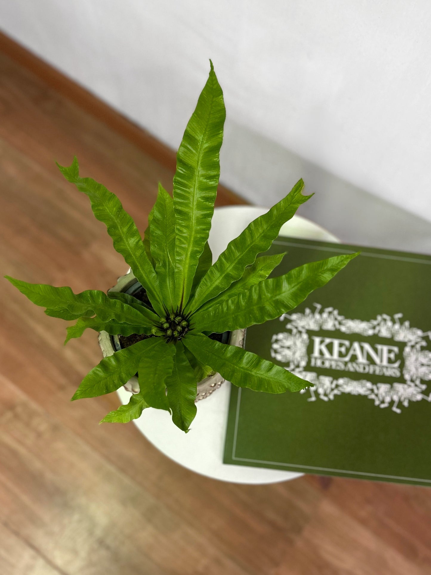Helecho Asplenium Nidus Crispy Wave