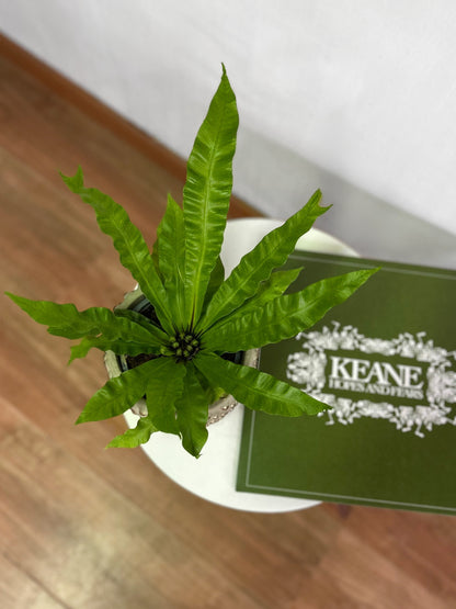 Helecho Asplenium Nidus Crispy Wave