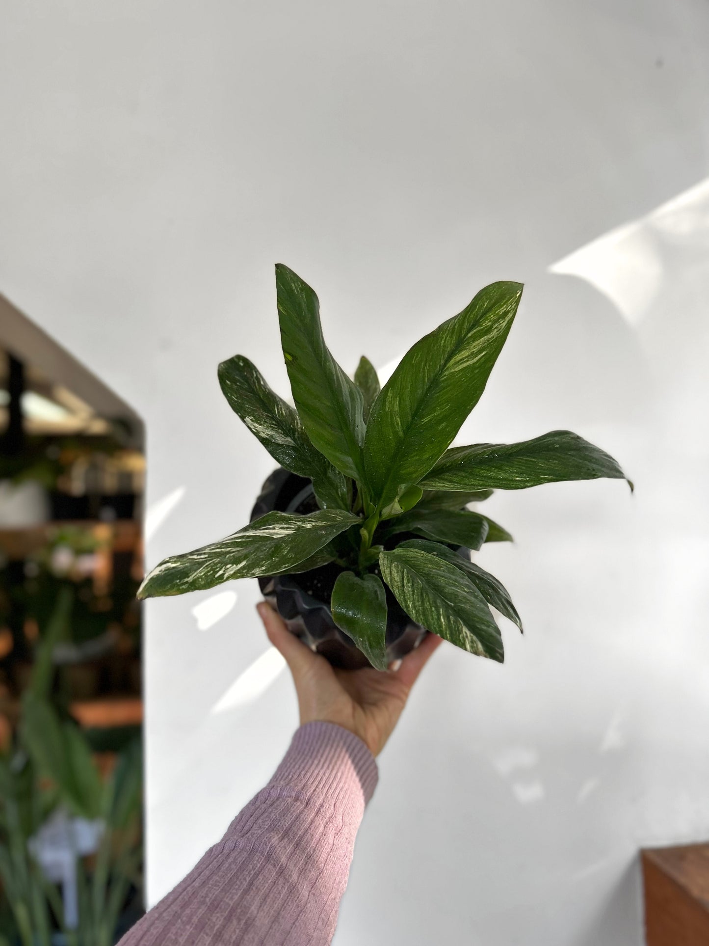 Spatiphyllum Variegado o Lirio de la Paz S