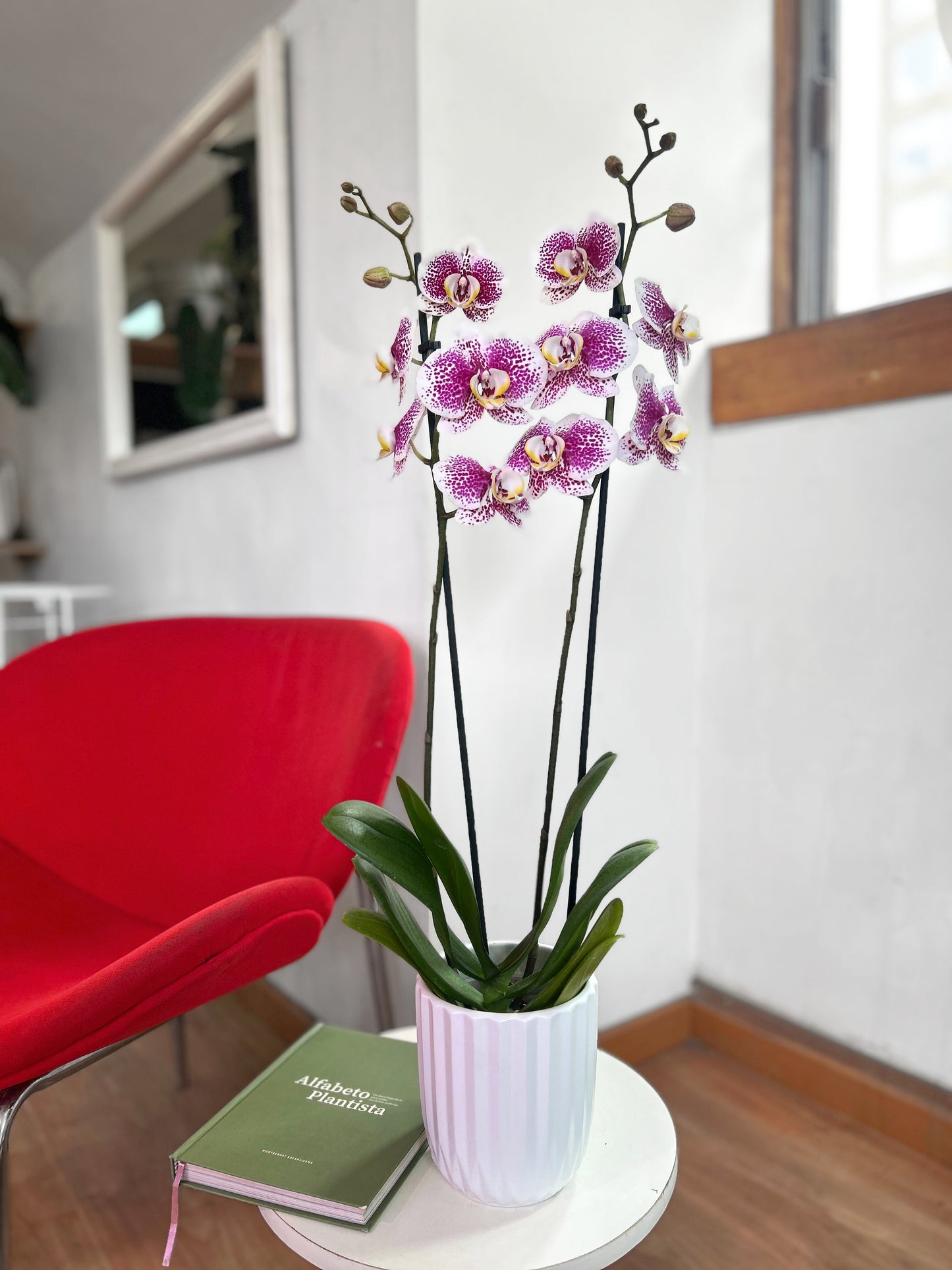 Orquídea Grande Purple Splash