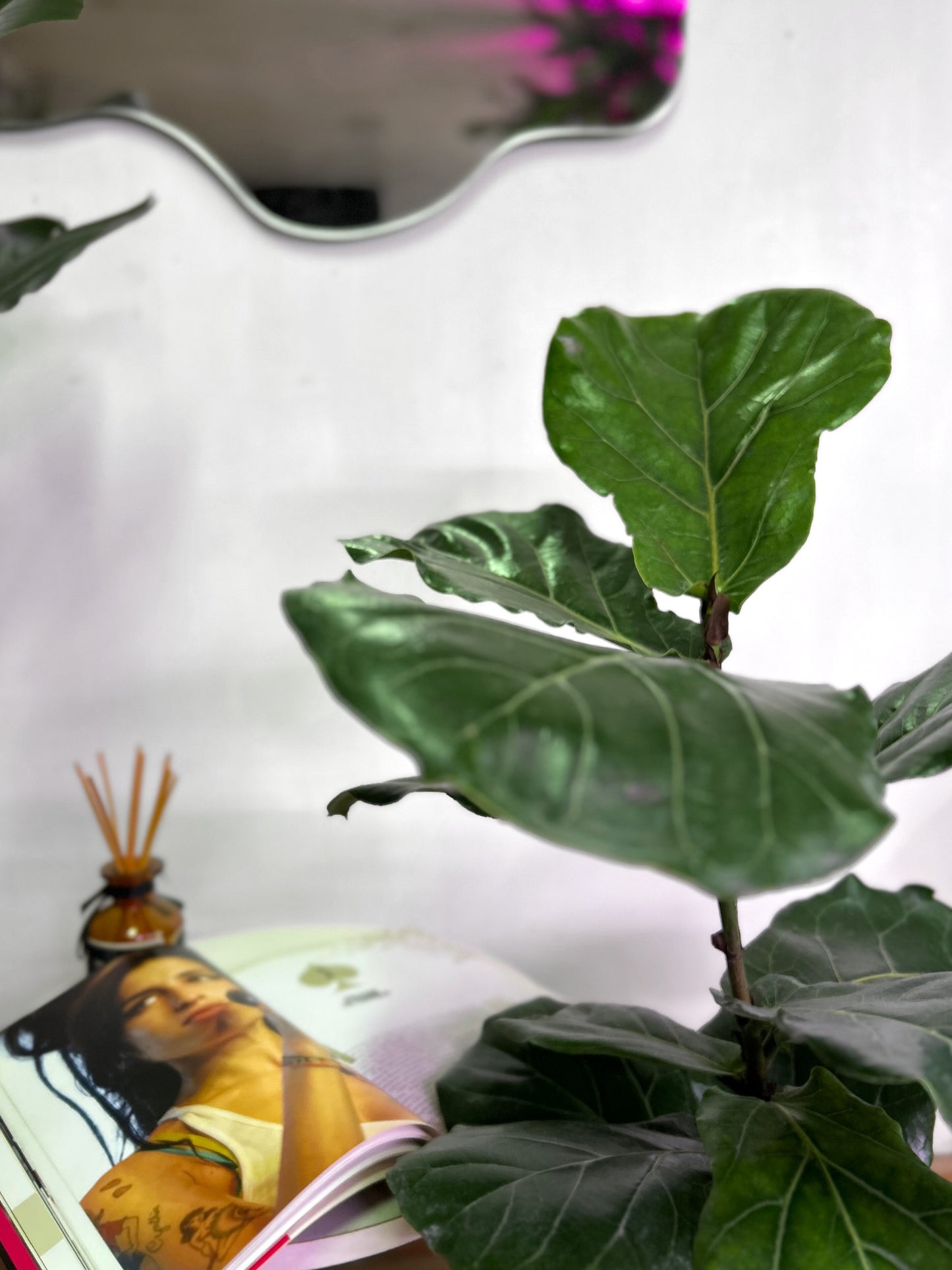 Ficus Lyrata M