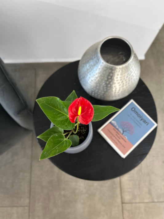 Anthurium Andreanum Rojo en macetero gris