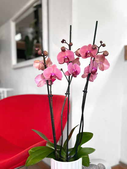 Orquídea Grande Rosa Chicle