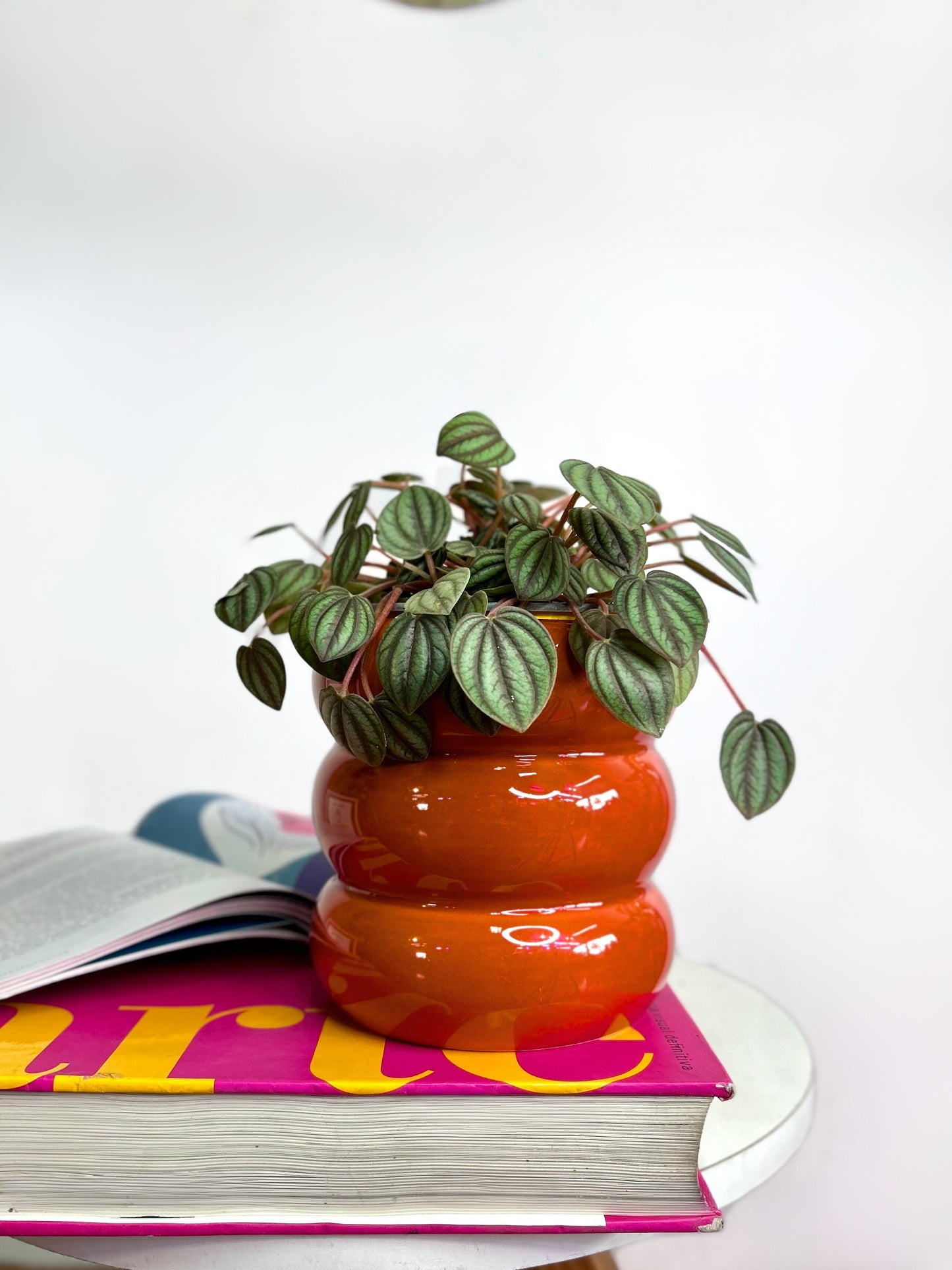 Peperomia Piccolo Banda