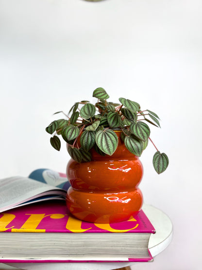 Peperomia Piccolo Banda