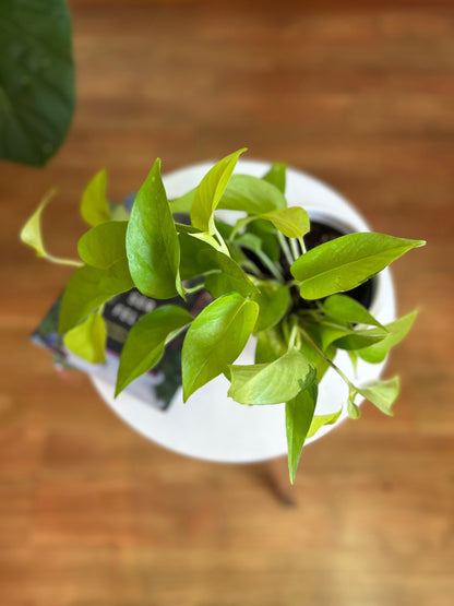 Scindapsus Neon M- Potus