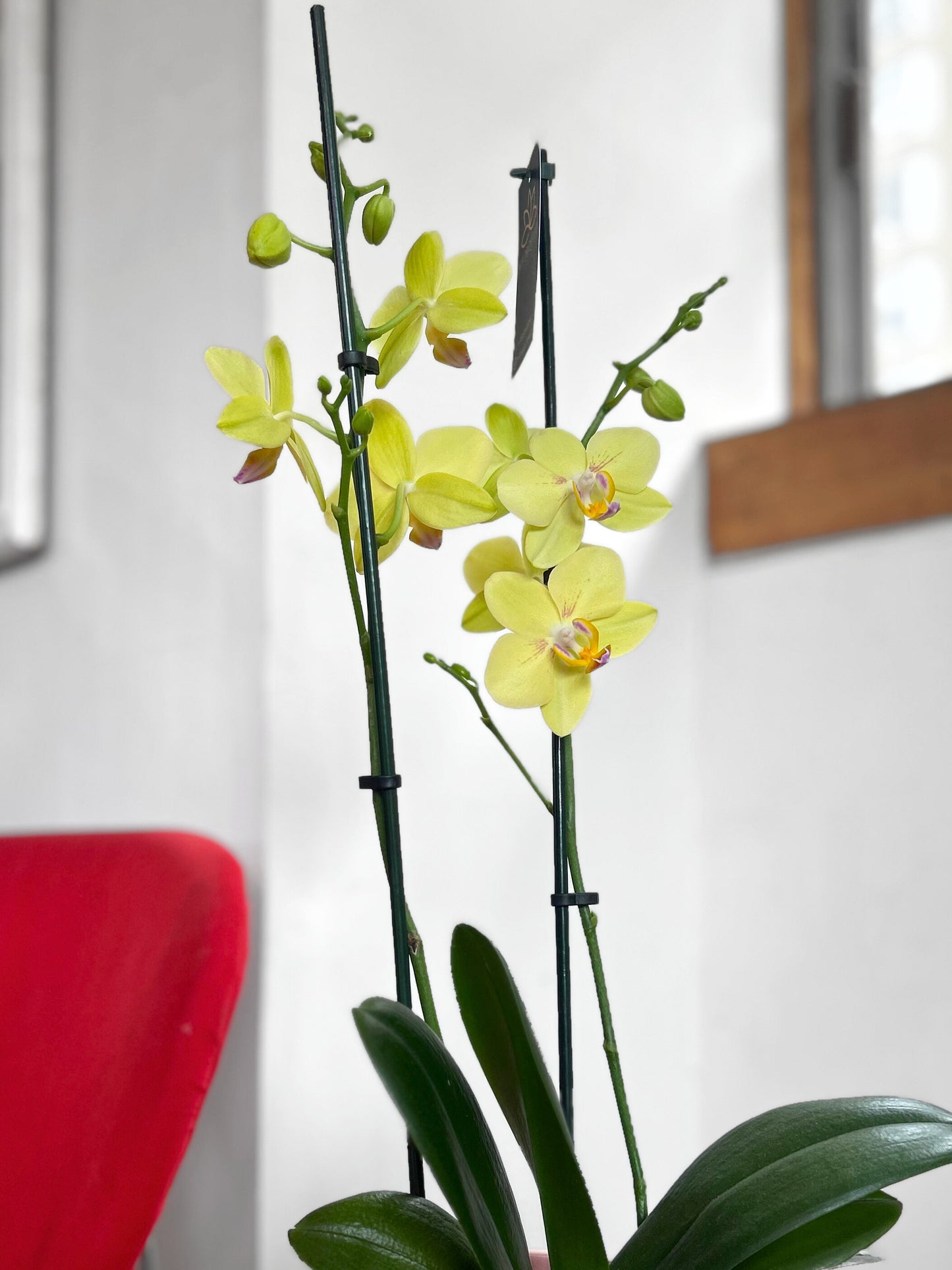 Orquídea Grande Amarilla Summer