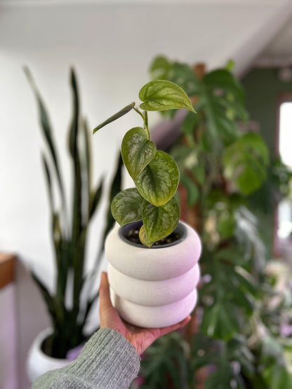 Scindapsus Pictus Exótica