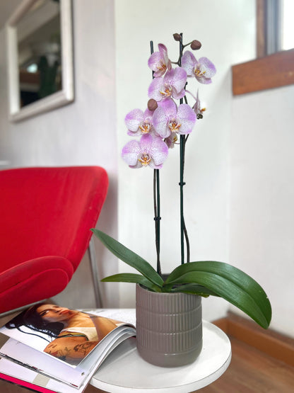 Orquídea Grande Lila Splash