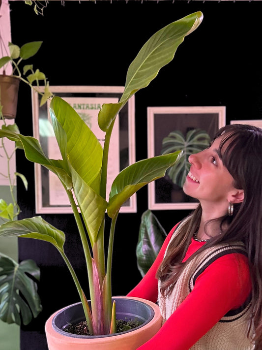 Strelitzia Nicolai - Ave Del Paraíso L
