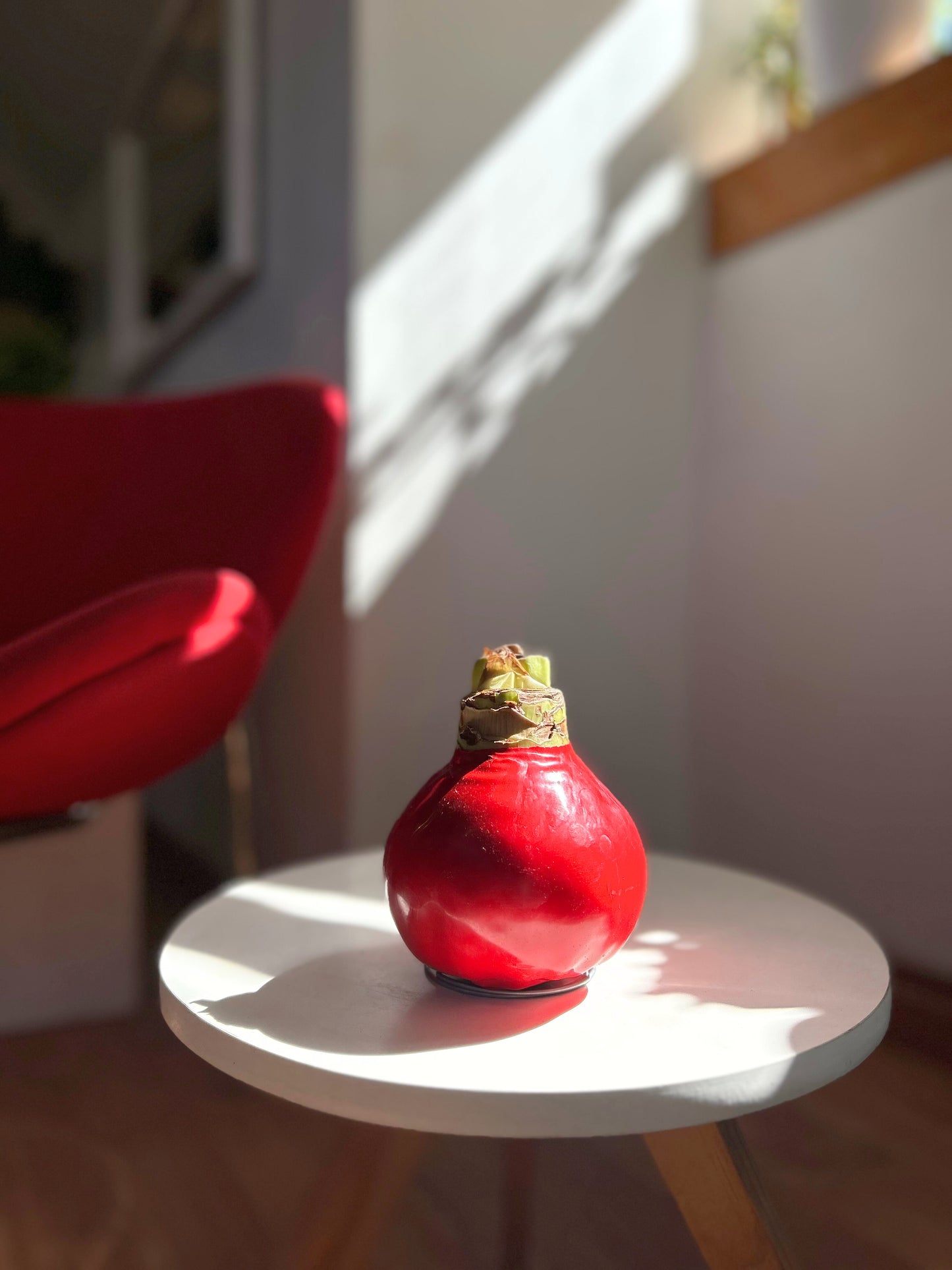 Amaryllis Wax Souvering - cera roja