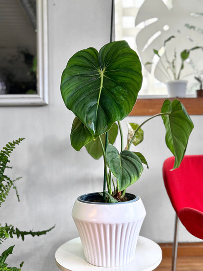 Filodendro Mc Dowell L