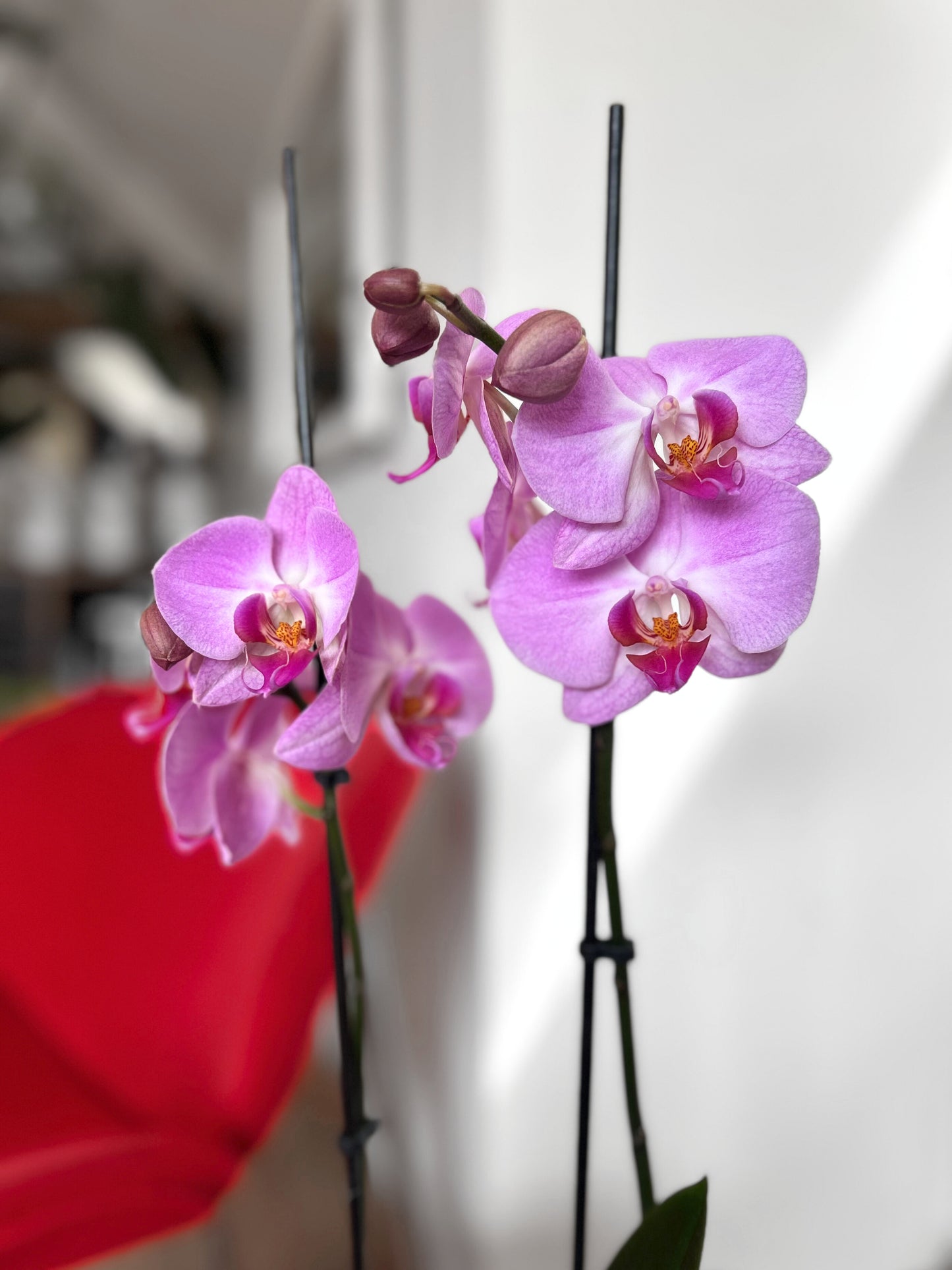 Orquídea Grande Lila Pastel