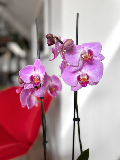 Orquídea Grande Lila Pastel