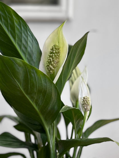 Spathiphyllum Bingo Cupido