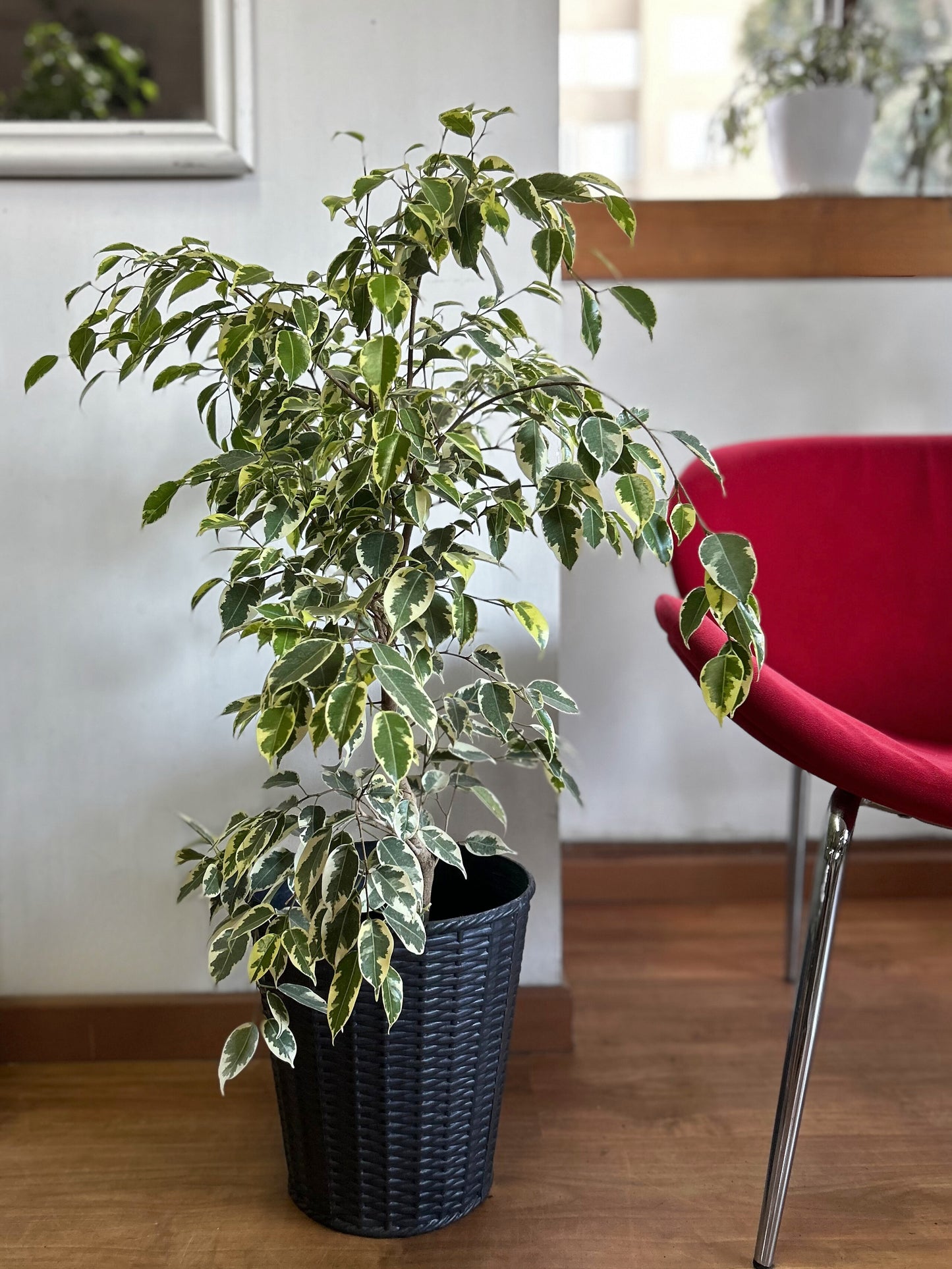 Ficus Benjamina Variegado M