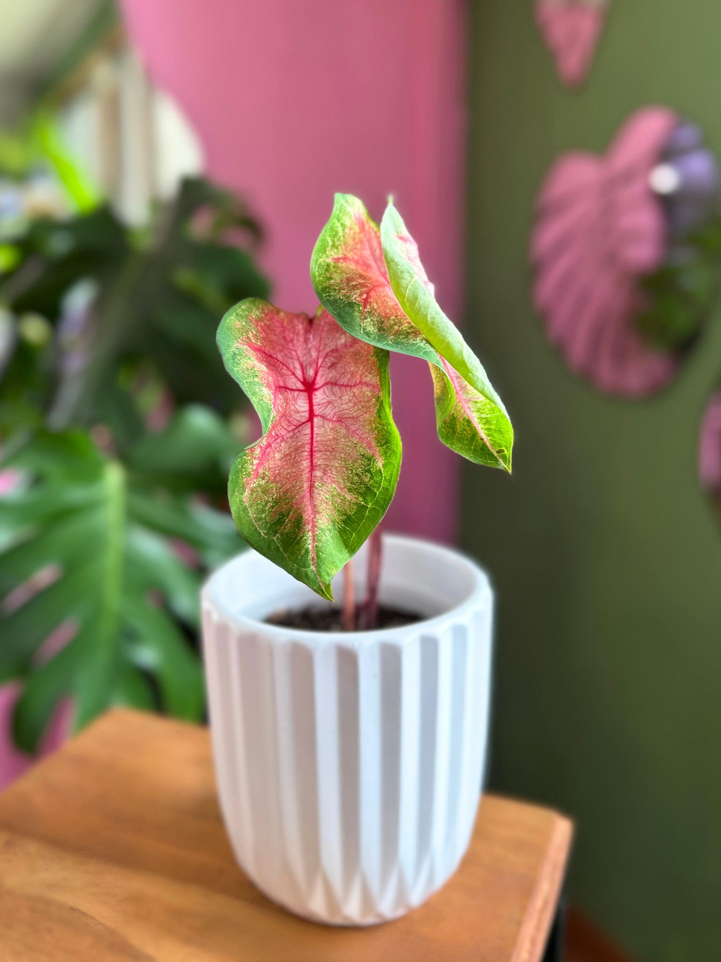 Caladium Classic Pink