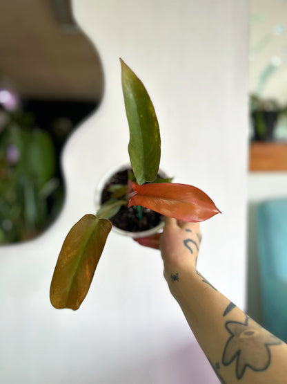 Filodendro Florida bronze