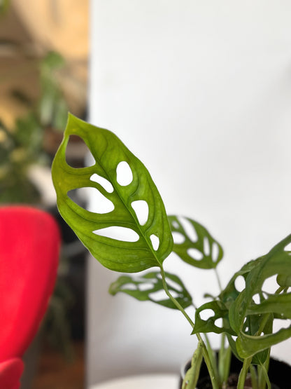 Monstera Adansonii
