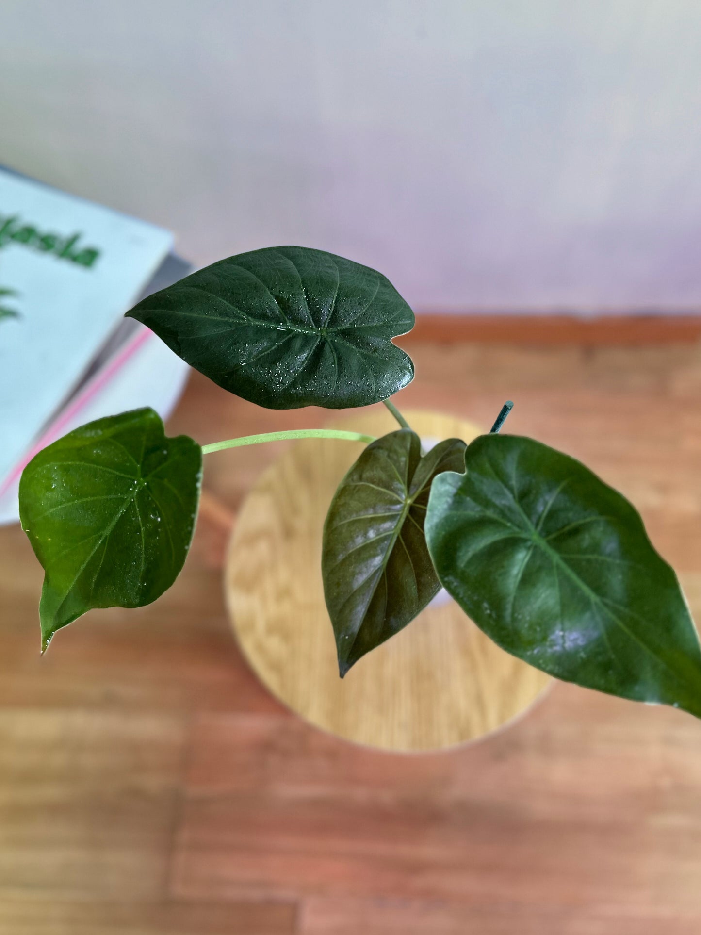 Alocasia Wentii