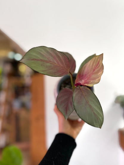 Calathea picturata Silver Plate planta de interior tropical con hojas ovaladas verde oscuro y centro plateado brillante, reverso púrpura