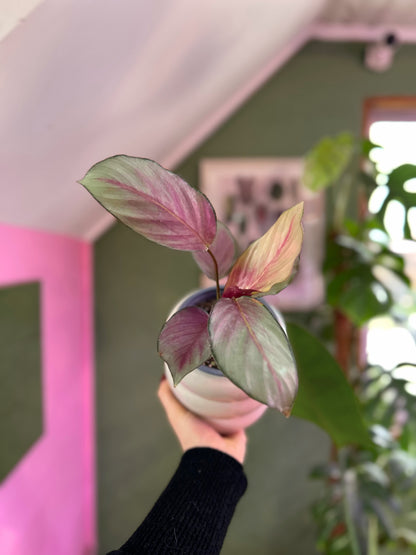 Calathea picturata Silver Plate planta de interior tropical con hojas ovaladas verde oscuro y centro plateado brillante, reverso púrpura