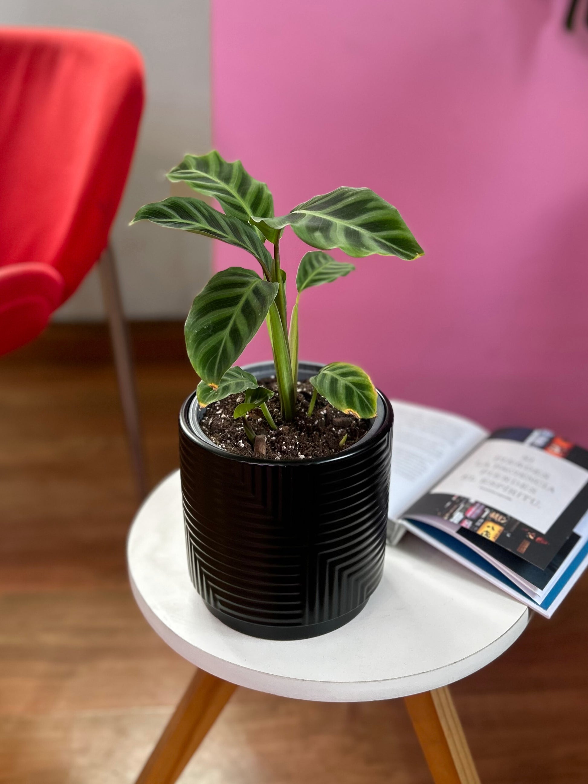 Calathea zebrina planta tropical con hojas grandes y rayas en tonos verdes tipo cebra, ideal para interiores con poca luz