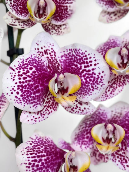 Orquídea Grande Purple Splash