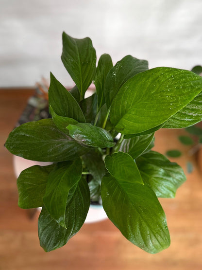 Spathiphyllum o Cuna de Moisés